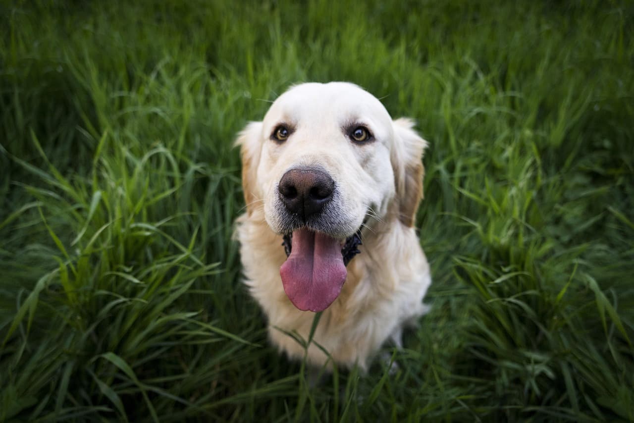 Golden retriever enjoying the new home